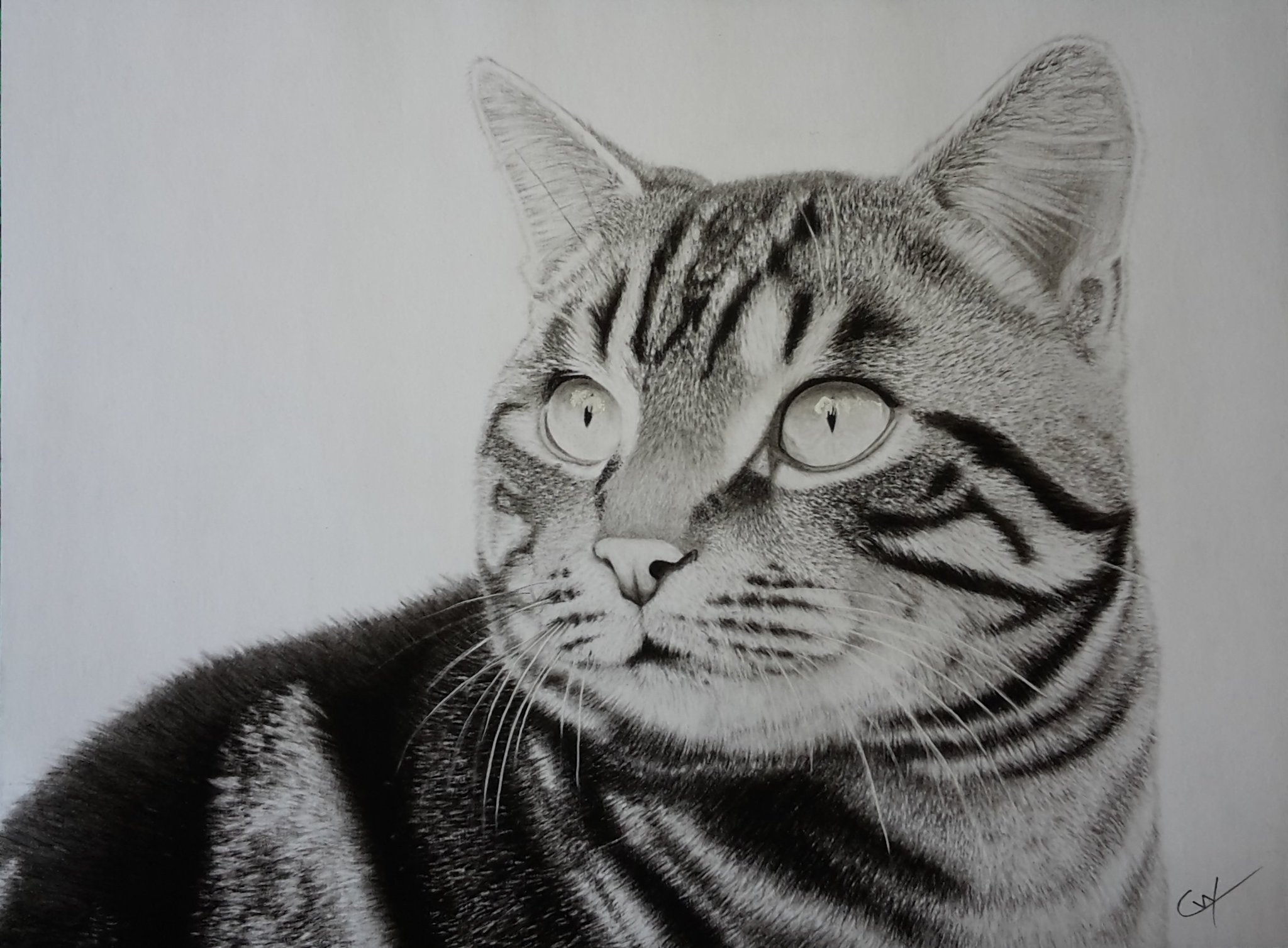 Cyrielle Warmé On Twitter Tigrou 24x32cm Fusain