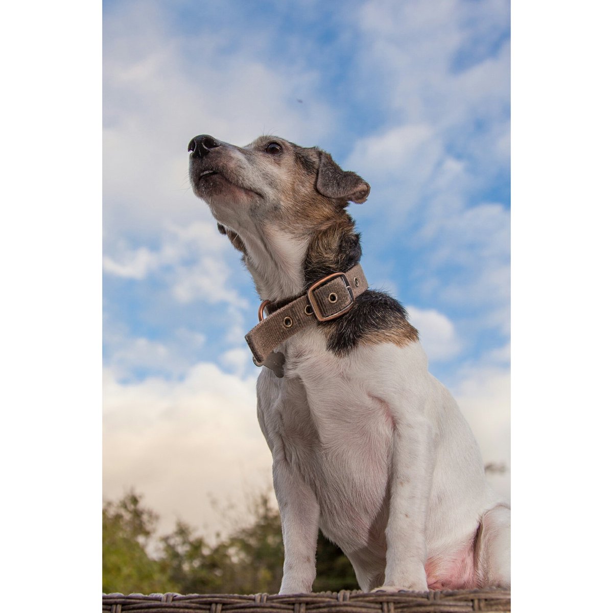 chris_sinfield's tweet photo. Glorious leader
#dogsoftwitter #petphotographer #surreypets
https://t.co/ajhLr0Vfry https://t.co/2BMhtKDjQo
