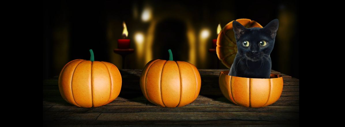 We fully endorse this new Halloween game: Three Cat Monte! indemand.com/halloween/