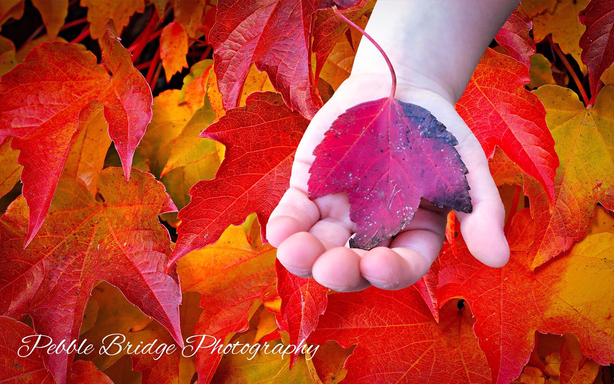 PebbleBridgePh's tweet photo. How long until he crushes the leaf? #photographylife #autumn #threeyearsold #boyswillbeboys #pnw #leaves #fall #colour #preschoolers https://t.co/r4iE1nKRxe