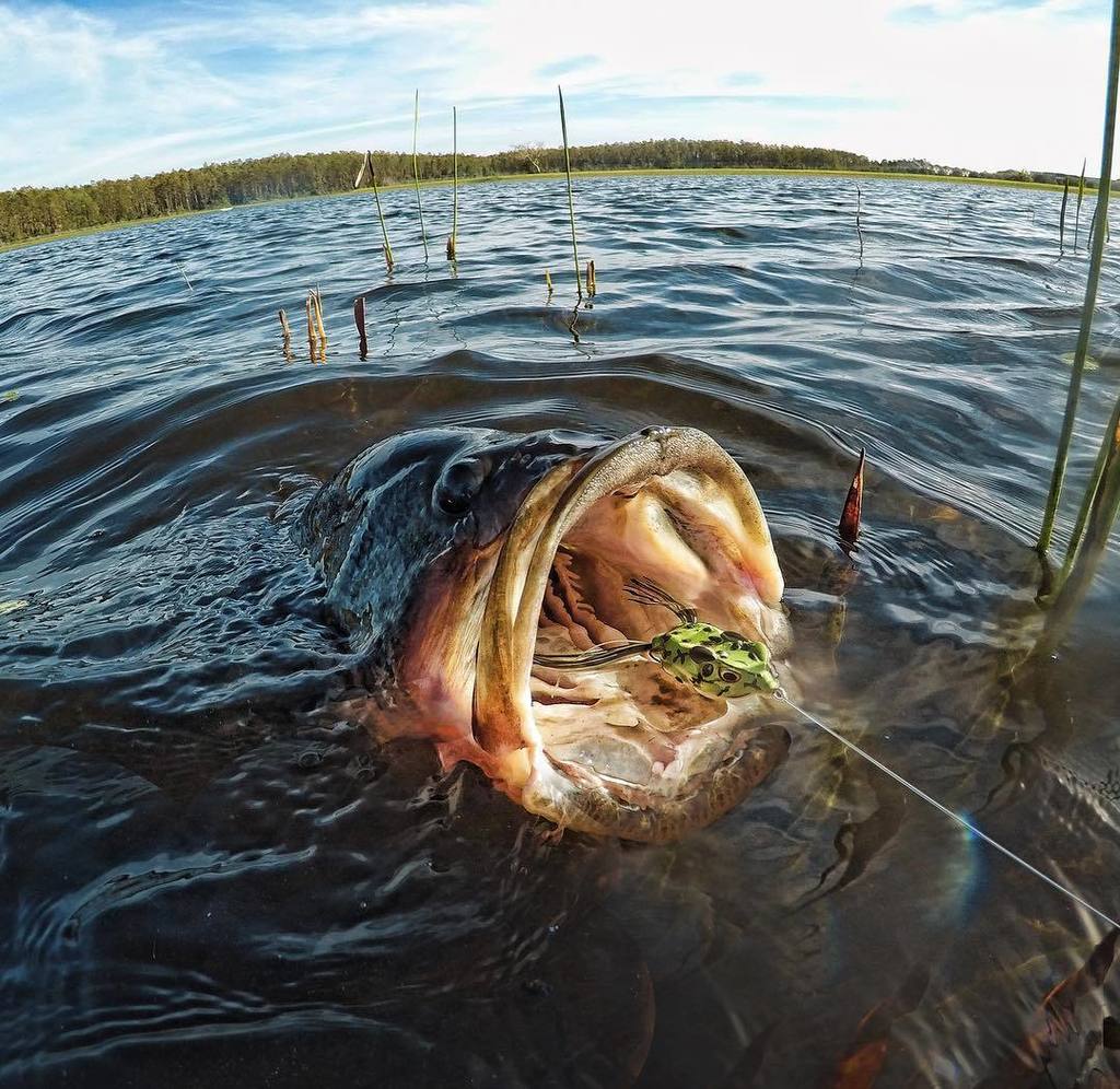 Lunkerhunt_fish's tweet photo. This is a dream we have the night before every tournament #compactfrog #largemouthbass #bassfishing #tournamentfis… https://t.co/Ww7v4mKIVm https://t.co/WWE4yMdneQ