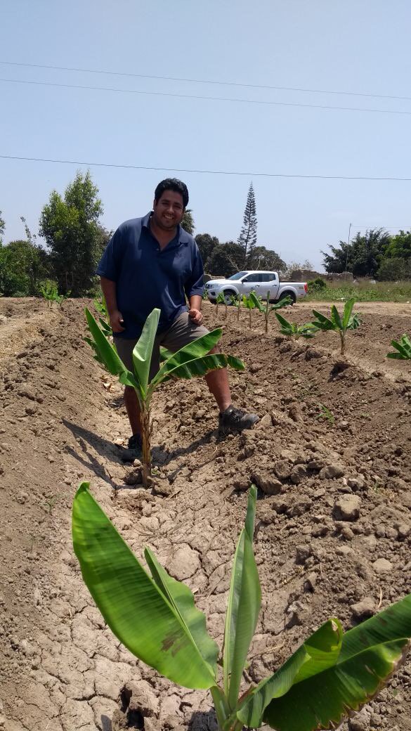 earthalivect's tweet photo. Notre équipe sur le terrain apporte son soutien aux agriculteurs après l'application de l’#ActivateurdeSol certifié biologique et suit de près leur progrès. Ici au Pérou, notre agronome Joel Escobar visite une nouvelle plantation de bananes! https://t.co/e4i4I3h58O