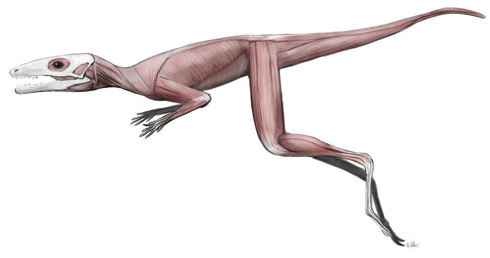 Mark Witton on Twitter: "Scleromochlus muscle study. Sometimes I forget