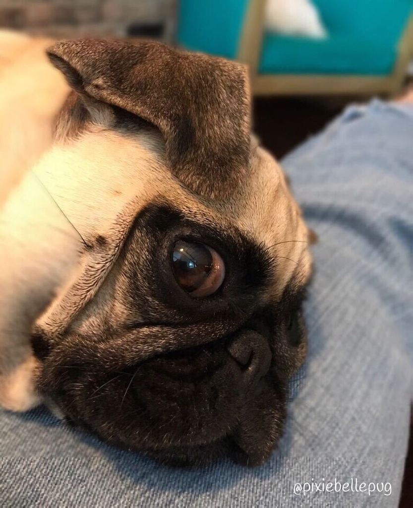 pixiebellepug's tweet photo. I heard that... you’re thinking about getting a snack aren’t you... 👀👂🏼🤔
.
#lulabeepug🐝#pixiebellepug #pugs #pugba… https://t.co/oFFv74ldNn https://t.co/hANgg2jf8L