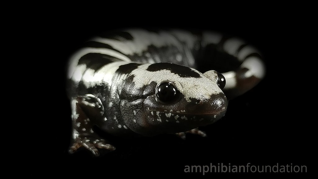 markmandica's tweet photo. #AmbystomaWeek

Perhaps the most beautiful of the mole salamanders, the Marbled Salamander. 

Cool Fact: Their larvae are ferocious! https://t.co/DE2e9vA4rE