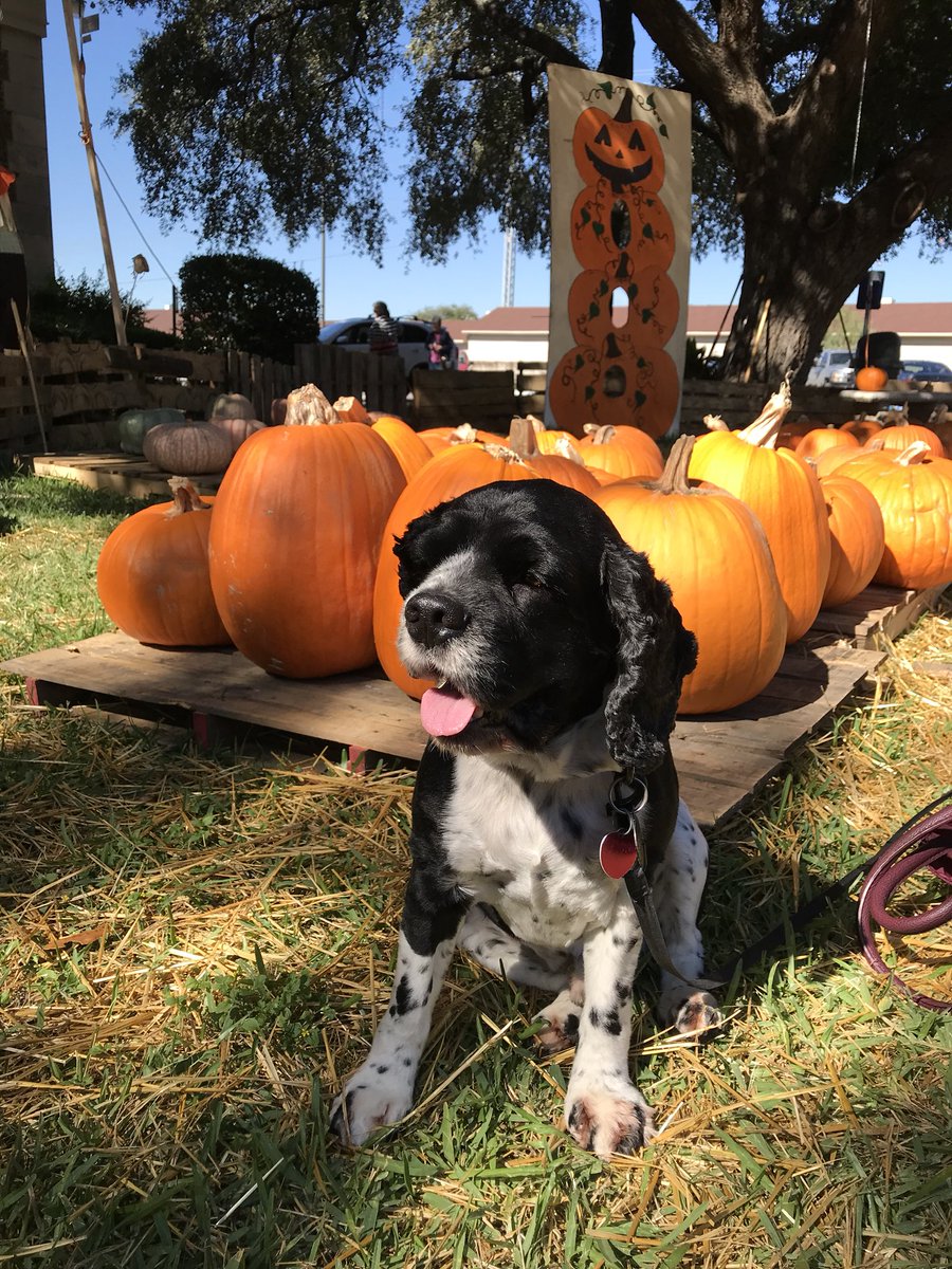 yescamilla's tweet photo. October cover boy #sanantonio #churchPumpkinPatch #fall #texas https://t.co/qpgk85uHSh