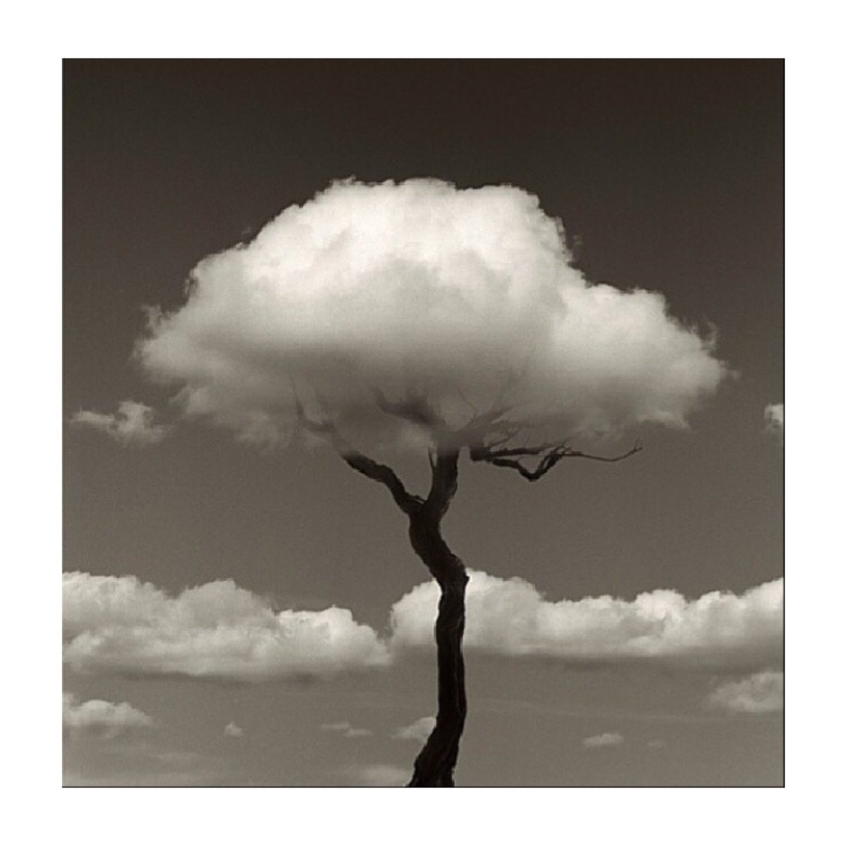 Resultado de imagen de arbol chema madoz