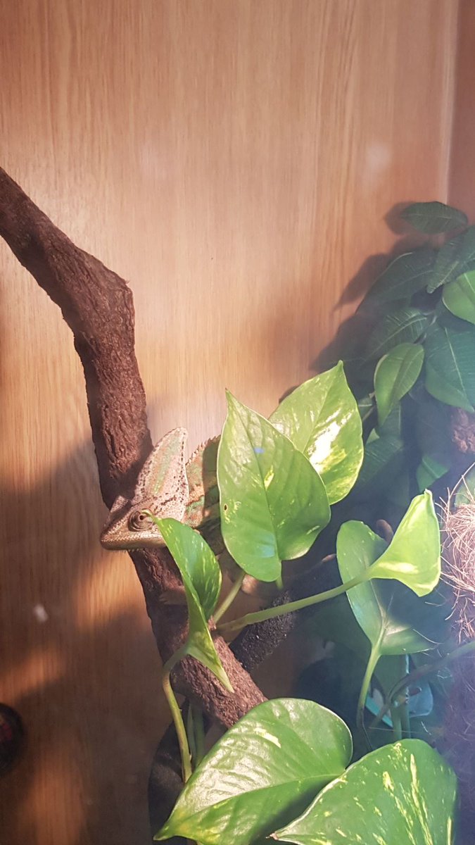 JamesRound86's tweet photo. When your chameleon is like... Don't photograph me, I look hideous #treecoverage #lizard https://t.co/RTwjFfmj6D
