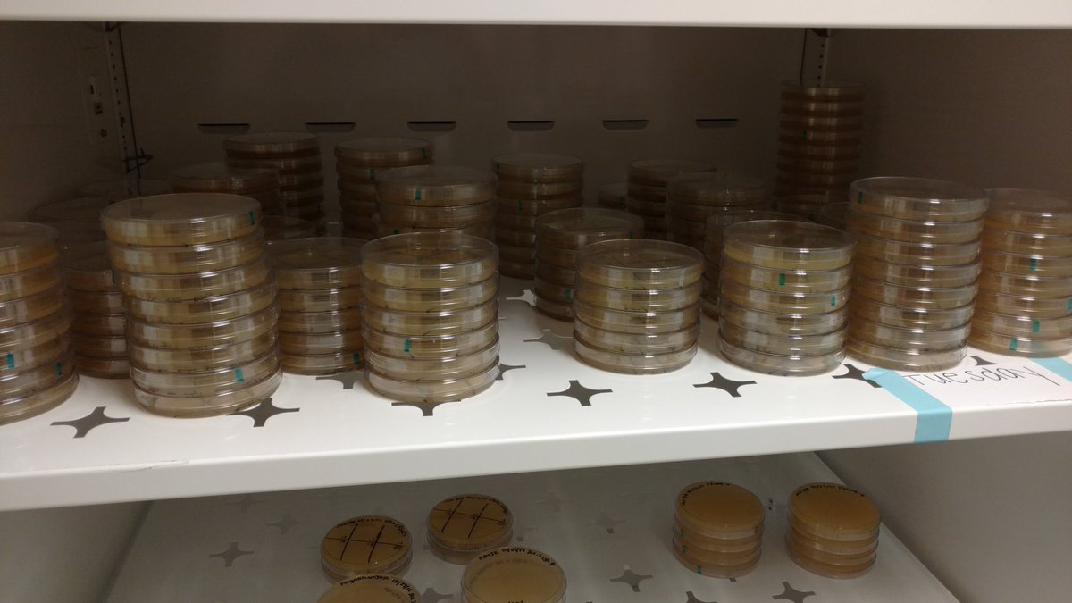 UMBCPhageHunter's tweet photo. Day 1 of #HostRange with 10 Strep & 10 Bacillus phages. 2 more days to go, 4 more Strep hosts coming. @UMBCBiology @phagesdb #SEAPHAGES https://t.co/TEcaVaxrQV