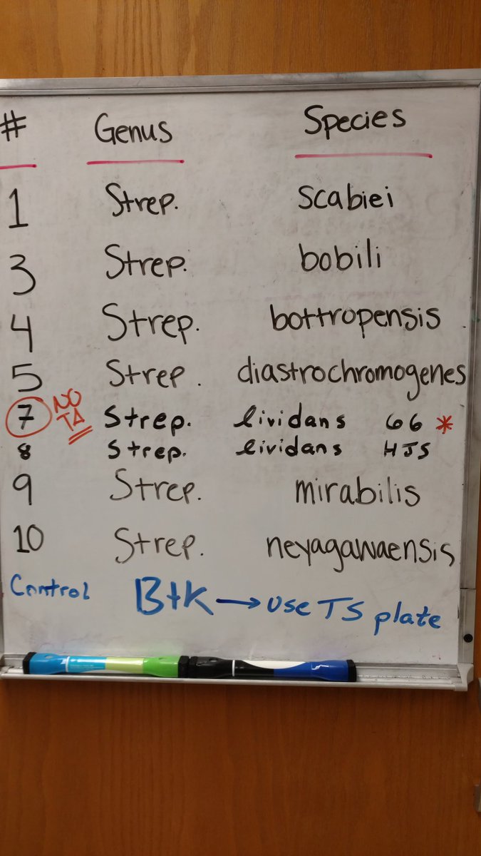 UMBCPhageHunter's tweet photo. Day 1 of #HostRange with 10 Strep & 10 Bacillus phages. 2 more days to go, 4 more Strep hosts coming. @UMBCBiology @phagesdb #SEAPHAGES https://t.co/TEcaVaxrQV