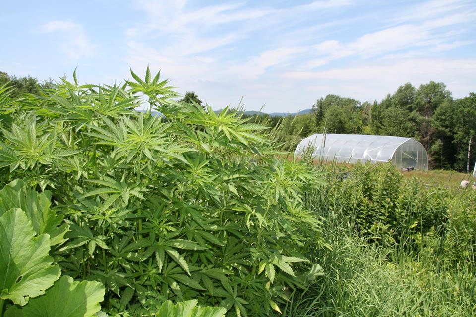 VTCannabisNews's tweet image. Vermont’s Burgeoning Hemp Industry May Face Changes vermontcannabisnews.com/vermont-burgeo… #VT #hemp #CBD #cannabidiol #hempfarm