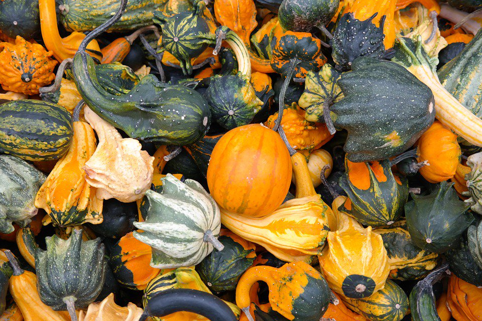 the_pavilion's tweet photo. Want to know what to do with your pumpkins' insides? We have some ideas: https://t.co/uwOcb6YcOM #pumpkins #pumpkinseeds #leftoverpumpkin https://t.co/M8HyaHidho