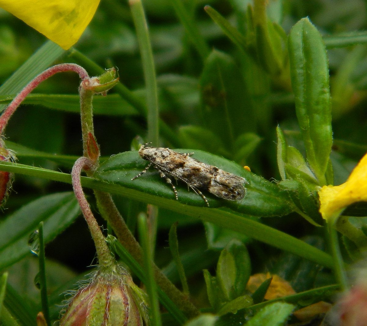 Reefpaths's tweet photo. Collating our annual moth records for #TunstallHills & especially pleased with variety of #MicroMoths this year; learning that these species are our #UnderRecorded gems. Our fave obs (1st photo) is Teleiodes sequax @THPG91 @BritishMoths https://t.co/55WnOsYUoS