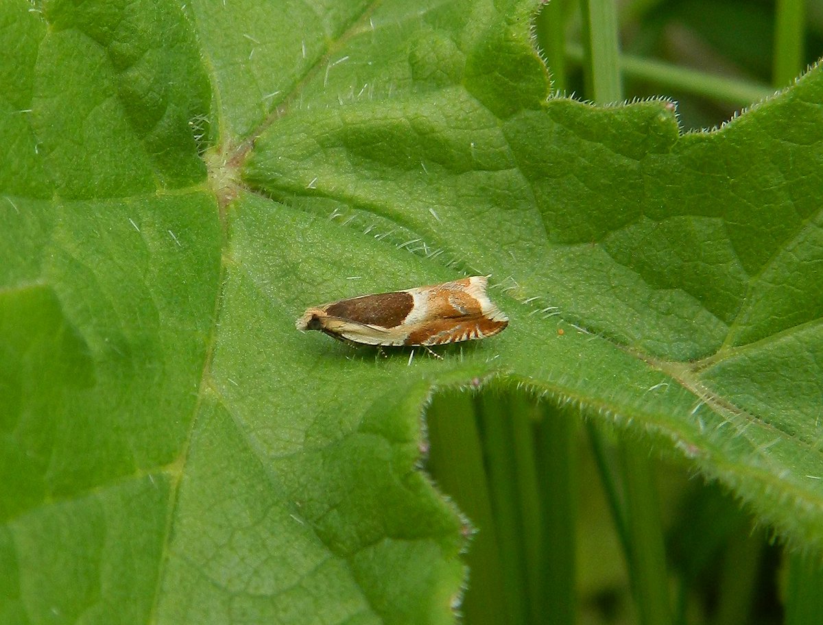 Reefpaths's tweet photo. Collating our annual moth records for #TunstallHills & especially pleased with variety of #MicroMoths this year; learning that these species are our #UnderRecorded gems. Our fave obs (1st photo) is Teleiodes sequax @THPG91 @BritishMoths https://t.co/55WnOsYUoS