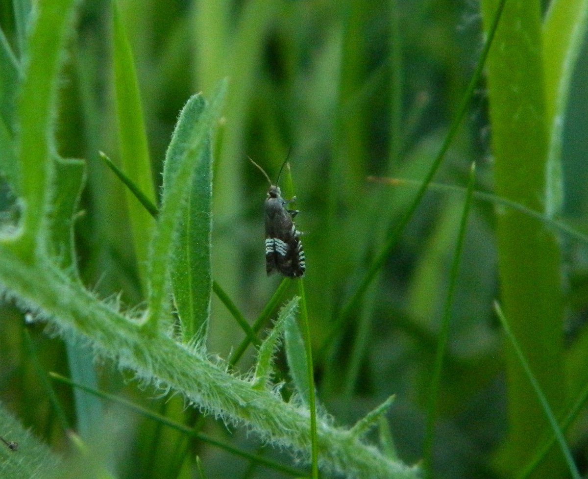 Reefpaths's tweet photo. Collating our annual moth records for #TunstallHills & especially pleased with variety of #MicroMoths this year; learning that these species are our #UnderRecorded gems. Our fave obs (1st photo) is Teleiodes sequax @THPG91 @BritishMoths https://t.co/55WnOsYUoS