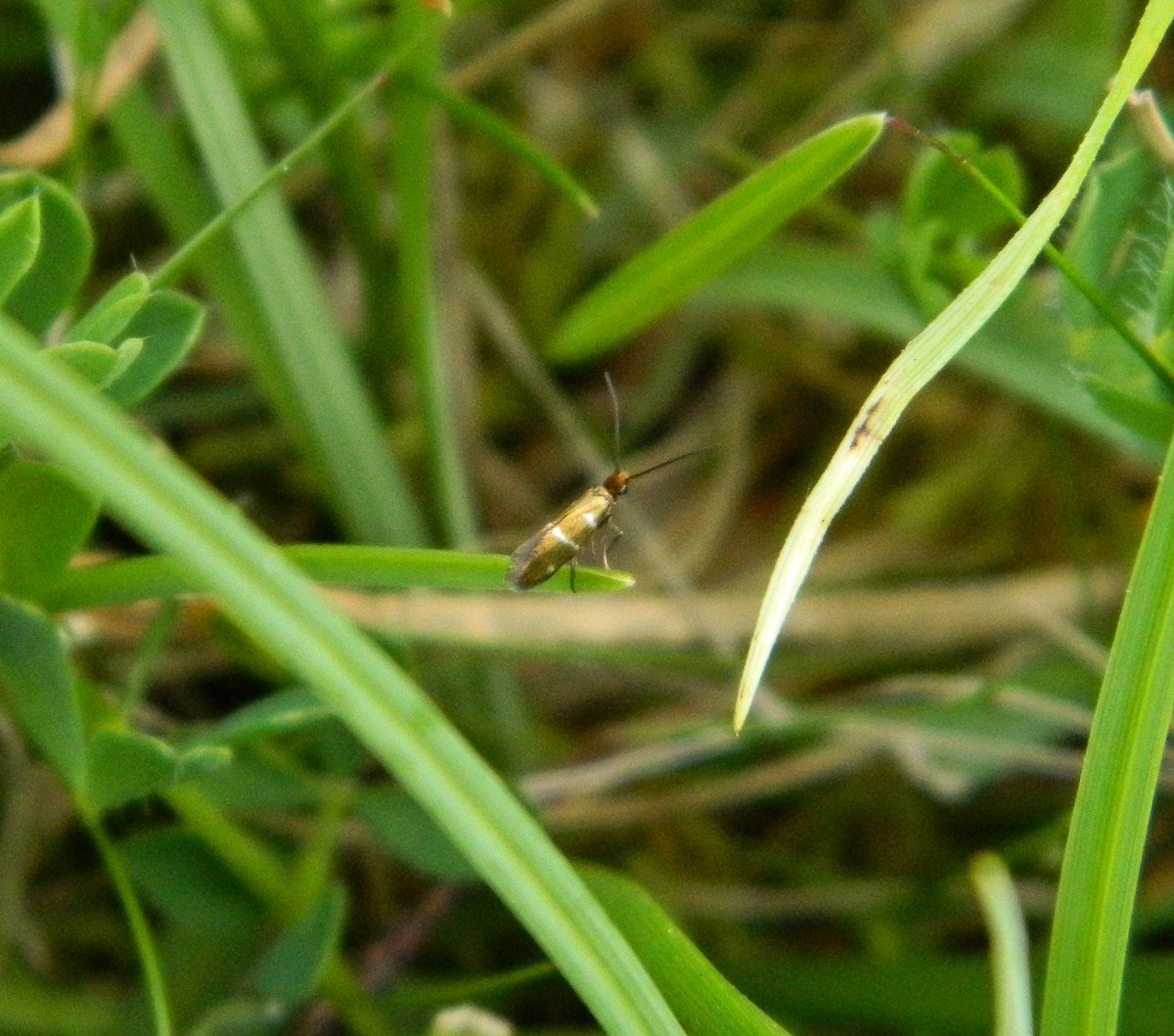 Reefpaths's tweet photo. Collating our annual moth records for #TunstallHills & especially pleased with variety of #MicroMoths this year; learning that these species are our #UnderRecorded gems. Our fave obs (1st photo) is Teleiodes sequax @THPG91 @BritishMoths https://t.co/55WnOsYUoS