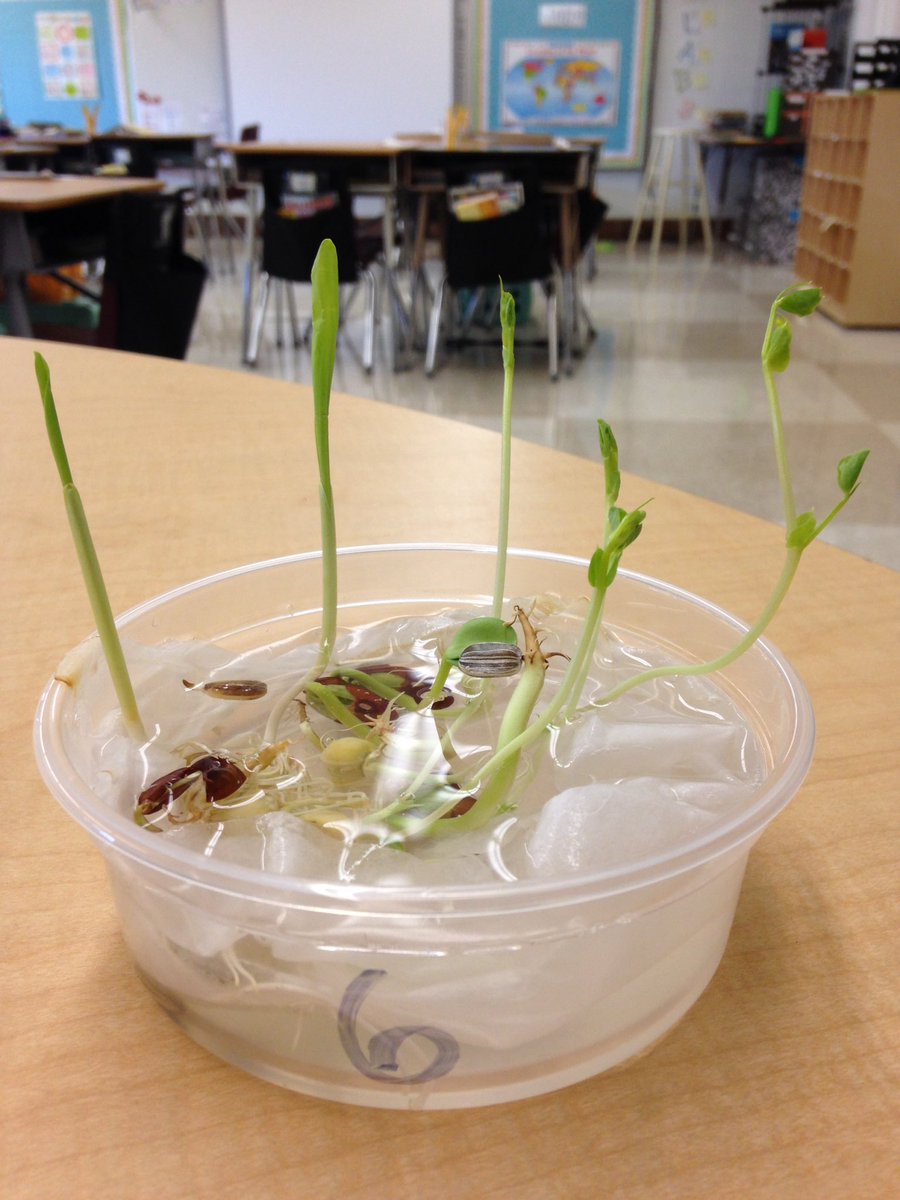 MissWalters3's tweet photo. Hard to believe how much these sprouting seeds have grown in just a few weeks-perhaps reflective of how much we've grown so far in 3rd gr. 🙂 https://t.co/KpB0TAUJjn