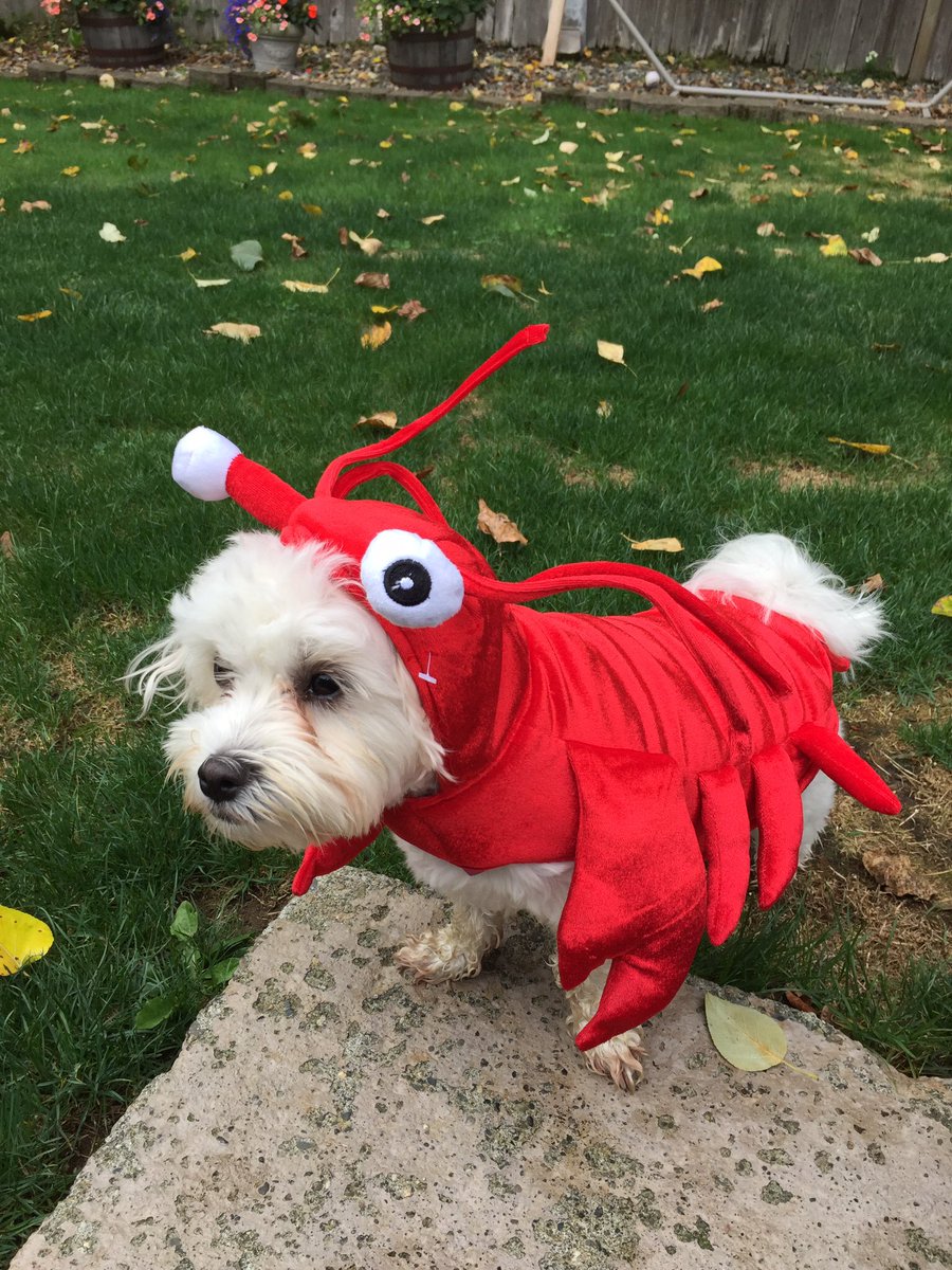 Jennwil15's tweet photo. Somehow being a lobster is better then being a dog #DogHalloweenCostumes #JimmyFallon https://t.co/mdG2X39okv