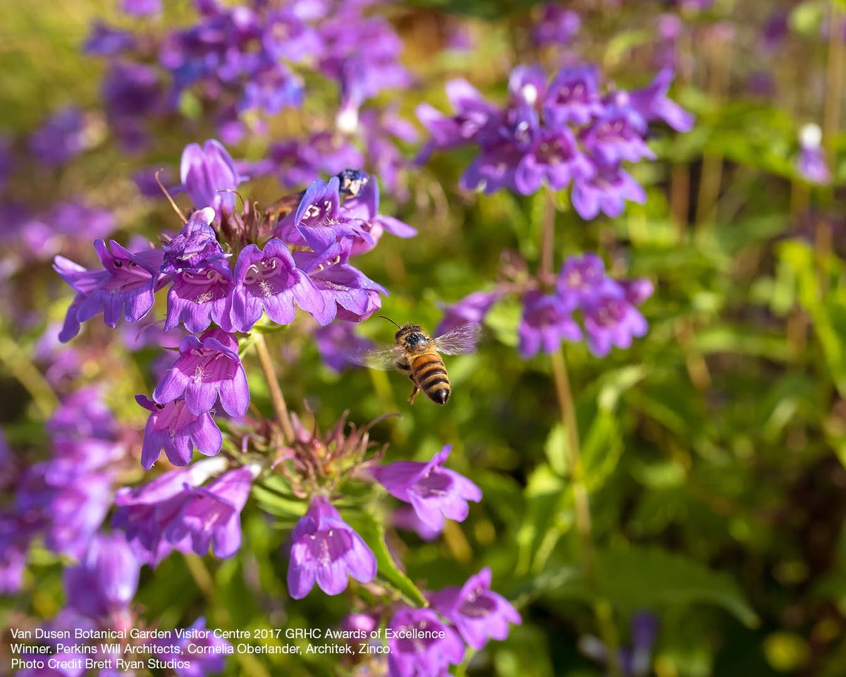 GRHCna's tweet photo. The plants you choose for a #greenroof make all the difference. Register now for Green Roof Plants &amp; Growing Media https://t.co/Dw1UjRJ9Ef https://t.co/FLRQtnsX2Q