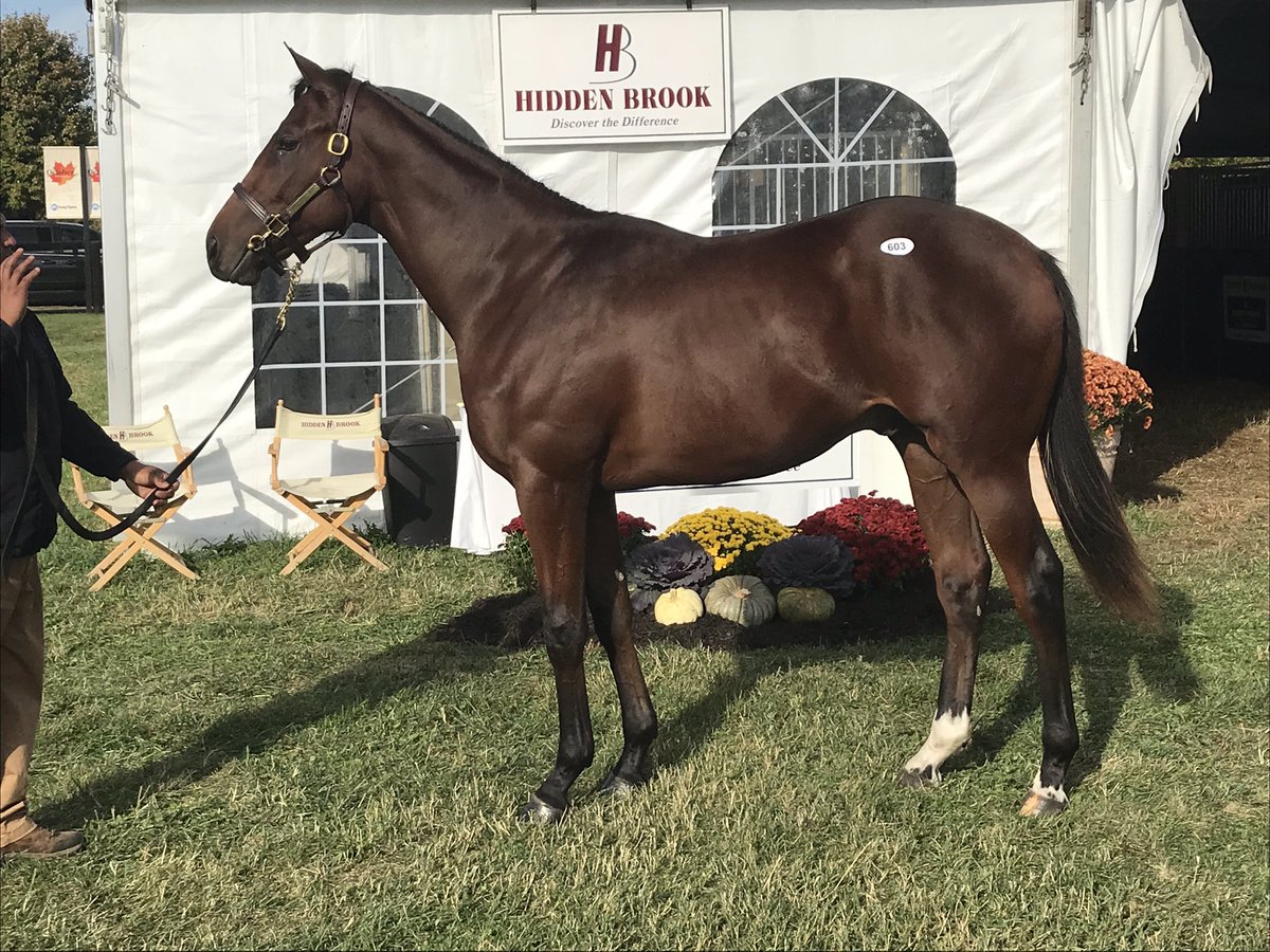 MikeMcMahon___'s tweet photo. Congrats @RadleyEquine on @McMahonandHill purchase of a great colt by @DarleyStallions StreetSense hip 603 @FasigTiptonCo https://t.co/sW9YAVFmCG