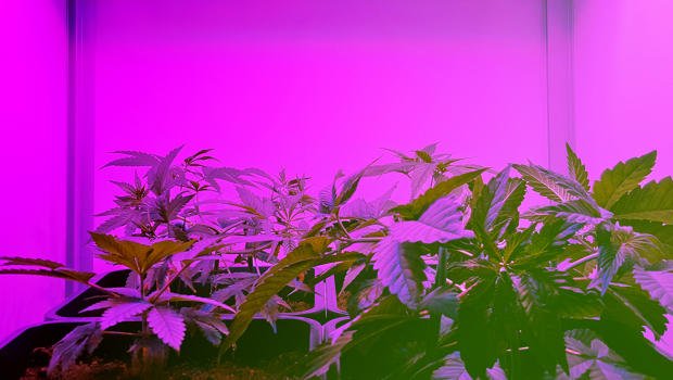 This Weed Subscription Service Wants to Send Premium Buds to Your Door - via <a href="/FastCompany/">Fast Company</a> #mmj #sanfrancisco fastcompany.com/3048321/this-w…