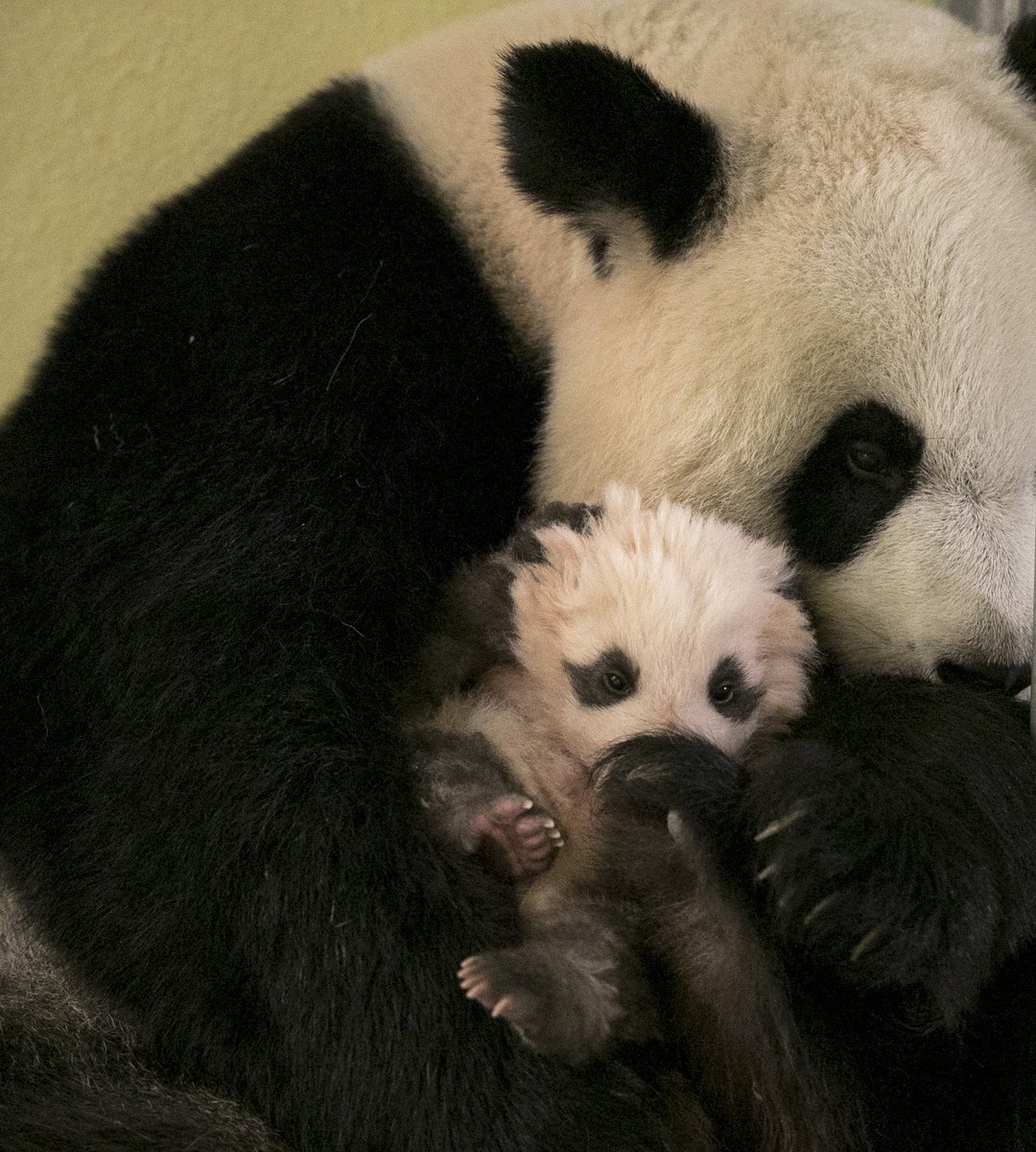 zoobeauval's tweet photo. #MiniYuanZi et sa maman vont bien. Le petit sera visible dans le courant de l’hiver :) #ADM #photoexclusive https://t.co/cd4KlgdXDs