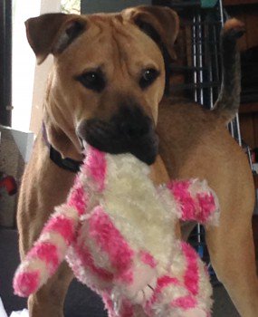 millypod1's tweet photo. 🆘#Lost #ScanMe YOUNG Shar Pei Cross Male
#Normanton #Bottesford #Nottingham #Nottinghamshire #NG13
#NG23 #NG30 #NG31
https://t.co/yYtLMUGHx3 https://t.co/S6W6PqIZzz