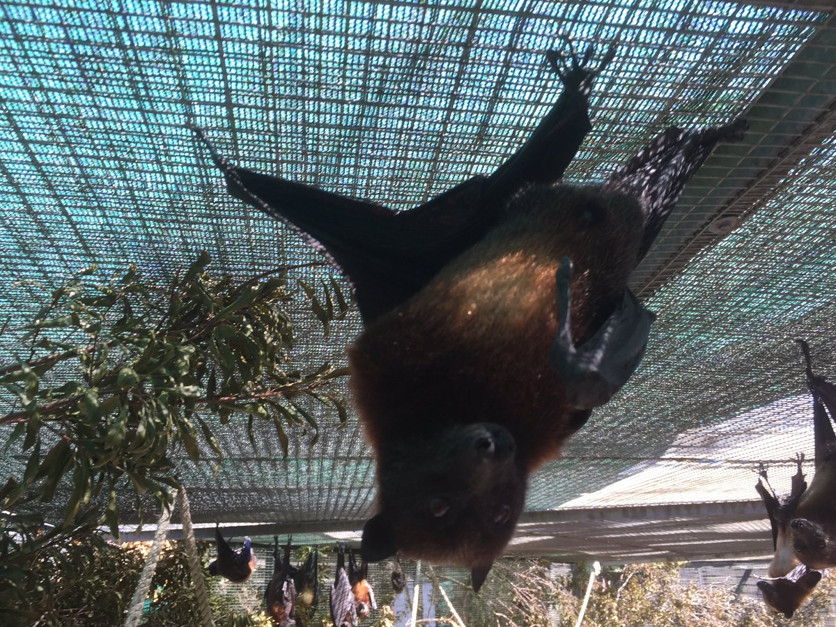 BatConservancy's tweet photo. #BatWeek fact: only 2 sets of #variableflyingfox twins have been recorded, and they were both born at Lubee! https://t.co/aXG9ZWcjG6