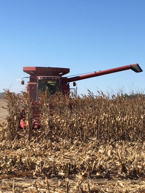 RUSKAMPSEEDS's tweet photo. Successful dry land plot harvest today. Impressive Yeilds #yieldhero #pioneer https://t.co/0NQq4lgabA