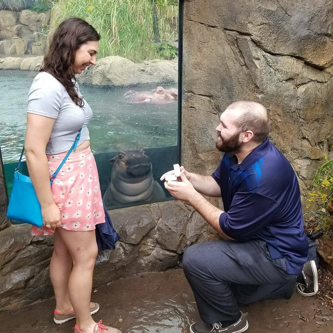 theknot's tweet image. Fiona the hippo photobombs couple’s proposal in cutest way possible: trib.al/aEBFk4W