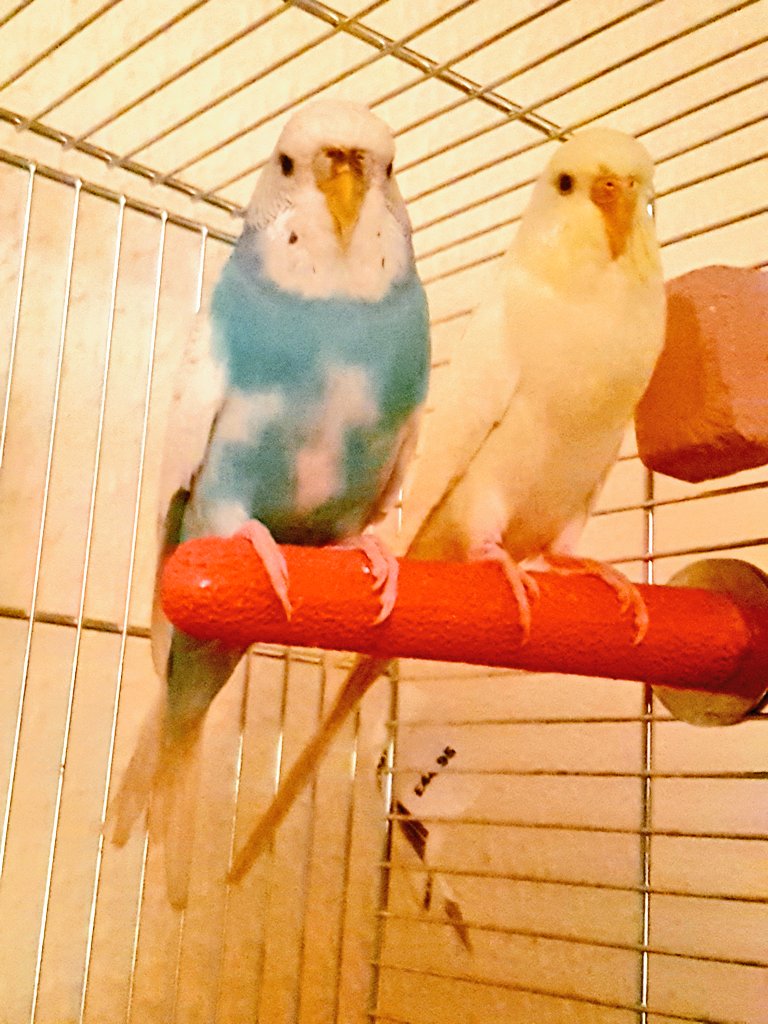 windmillfarm88's tweet photo. 2 new rescue budgies sunny and Skye 🐥😉 https://t.co/h0ahgqjrPK