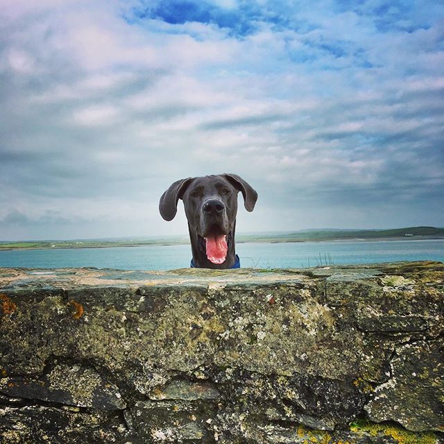 DanesofIG's tweet photo. We are happy dogs on #TongueOutTuesDANE 📷: @nelsonthedane https://t.co/eHkCoaRRxx