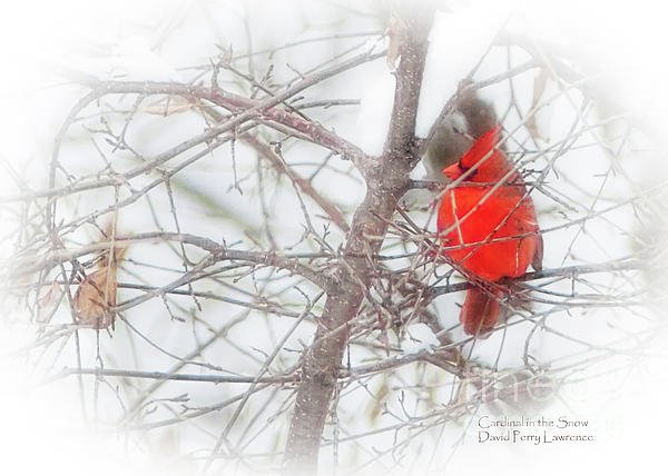 DPerryLawrence's tweet photo. New artwork for sale! - "Cardinal in the Snow" - https://t.co/IrFp9rA9sM @howdoyoupixels https://t.co/sfqgp8xZiJ