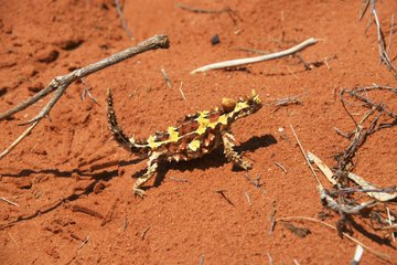 モロクトカゲに会いにオーストラリアへ 砂漠に生息する珍しい生き物 Travelnote トラベルノート