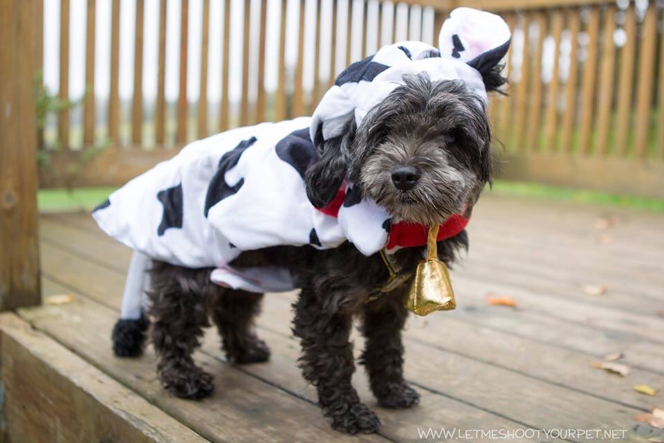 PDRhowler's tweet photo. Back by popular demand: K9 costume contest w prizes. Meet @ the demo ring at 12:40. This is one of our fav parts of the HOWLer! #pdrhowler https://t.co/XNszrjGFXT