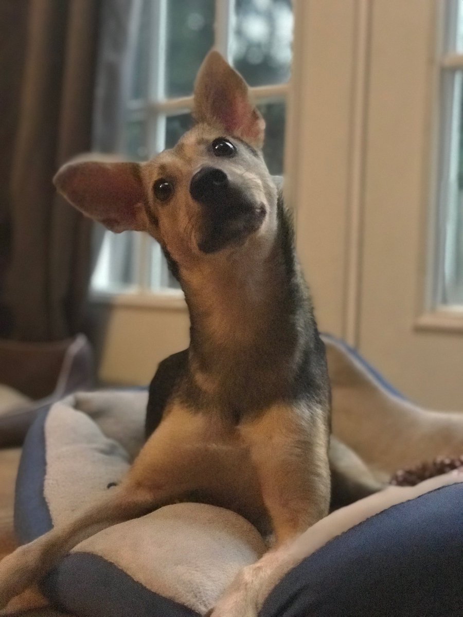 Tammy_Browne's tweet photo. Bubbles, left twisted and broken on the side of the road in Jamaica, now in NY with a wonderful family, @HavenMobay #adoptdontshop #special https://t.co/g0RrH4ad0a