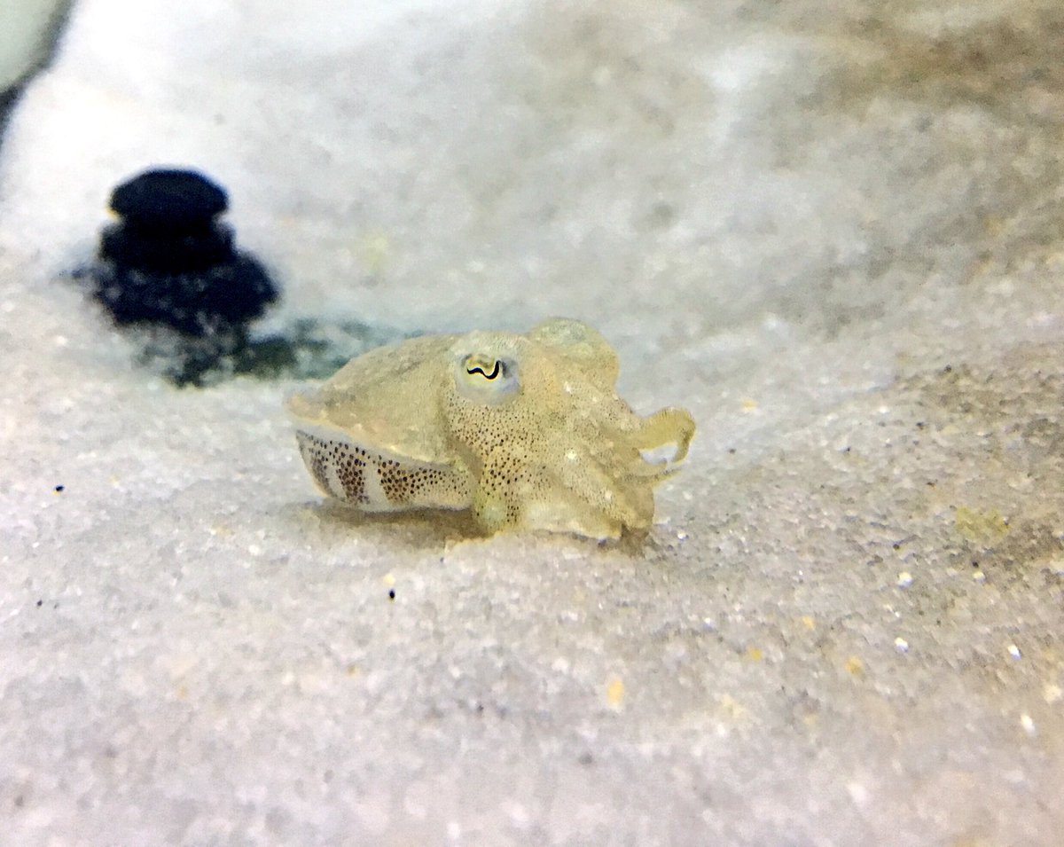theresa_gunn's tweet photo. Stopped by to feed our baby cuttlefish today☺️. This one is a part of on going research being conducted by the #BedoreLab https://t.co/MMM61Rmt3S
