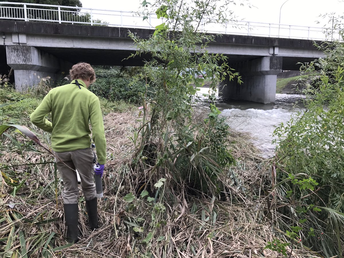 EvrardOlivier's tweet photo. In #Fukushima floodplains, after #TyphoonLan we found lags and even a cat! #amorad https://t.co/HVgcMf79sr