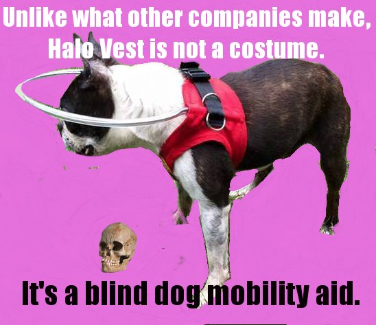halosforpaws's tweet photo. Don't be blind to the difference! Share a real #dogcostume at @halosforpawsfor #howloween #blinddogs #halodog #blinddogsrock https://t.co/ugdbLjO6sH