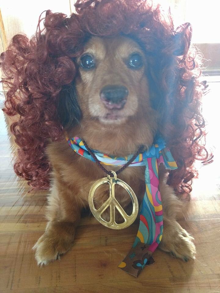 JacksonVollom's tweet photo. @jimmyfallon Mr. Weenie goes hippie #DogHalloweenCostumes https://t.co/e55AxI9tu6