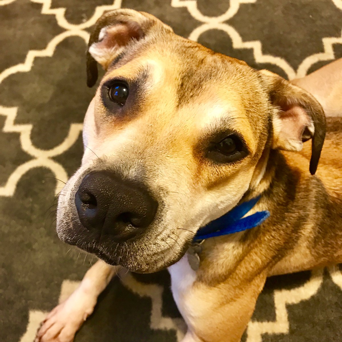 katiesershon's tweet photo. Who wants this 🍖🐶? Ralph is hanging w/ us but needs a forever home. 2 yrs, pit, super goofy, loves snuggles. Avail from @PAWSChicago https://t.co/i5mDM5fbck