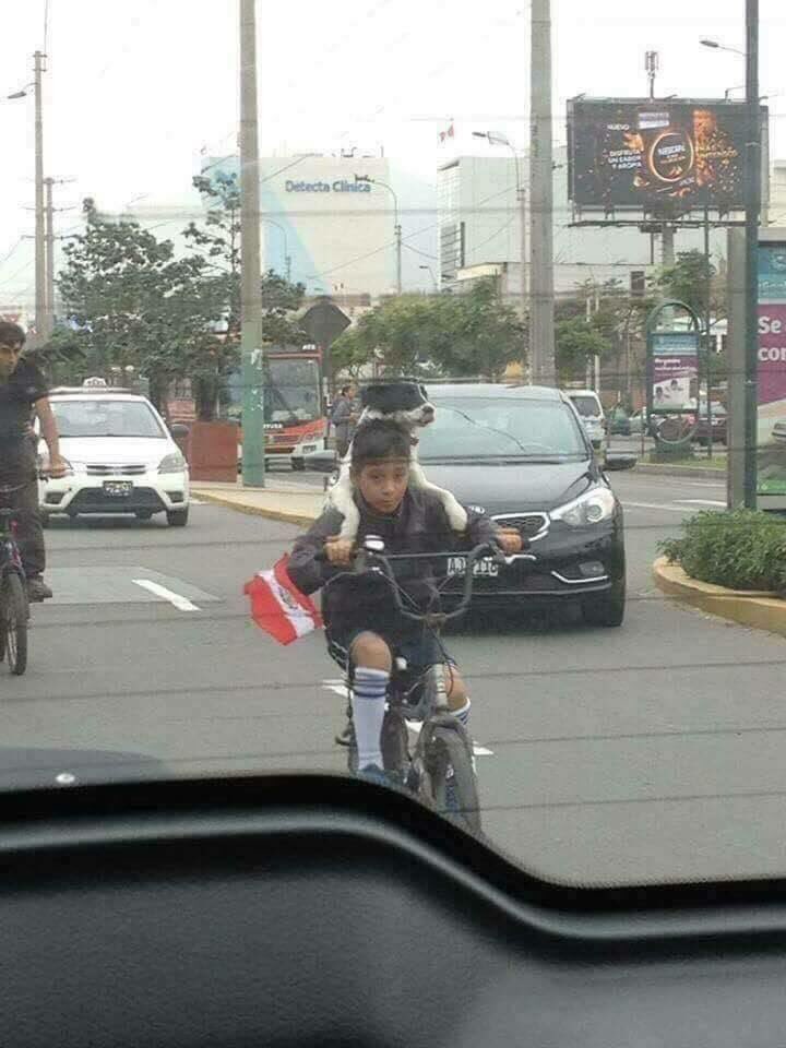 HechosEnElMundo's tweet photo. Hermosas fotografías desde Perú: un niño fue captado paseando alegramente a su perrito. https://t.co/wB3sqzUa98
