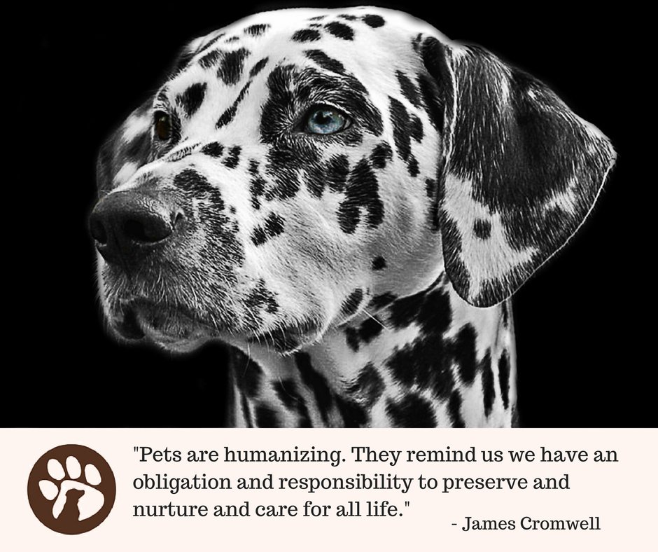 KimPawsnPoss's tweet photo. #PetsAreHumanizing https://t.co/mtXZQYdqFl