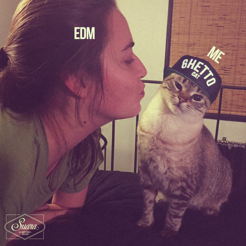 SuaraMusic's tweet photo. Well well... Kitties never lie. Happy Wednesday! https://t.co/hTVXHyPdyJ