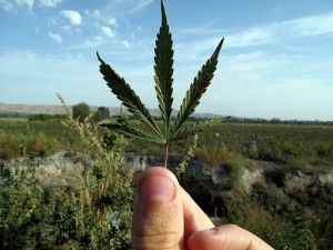 Cannabis success stories in San Francisco, CA!  buff.ly/2yxM9cA