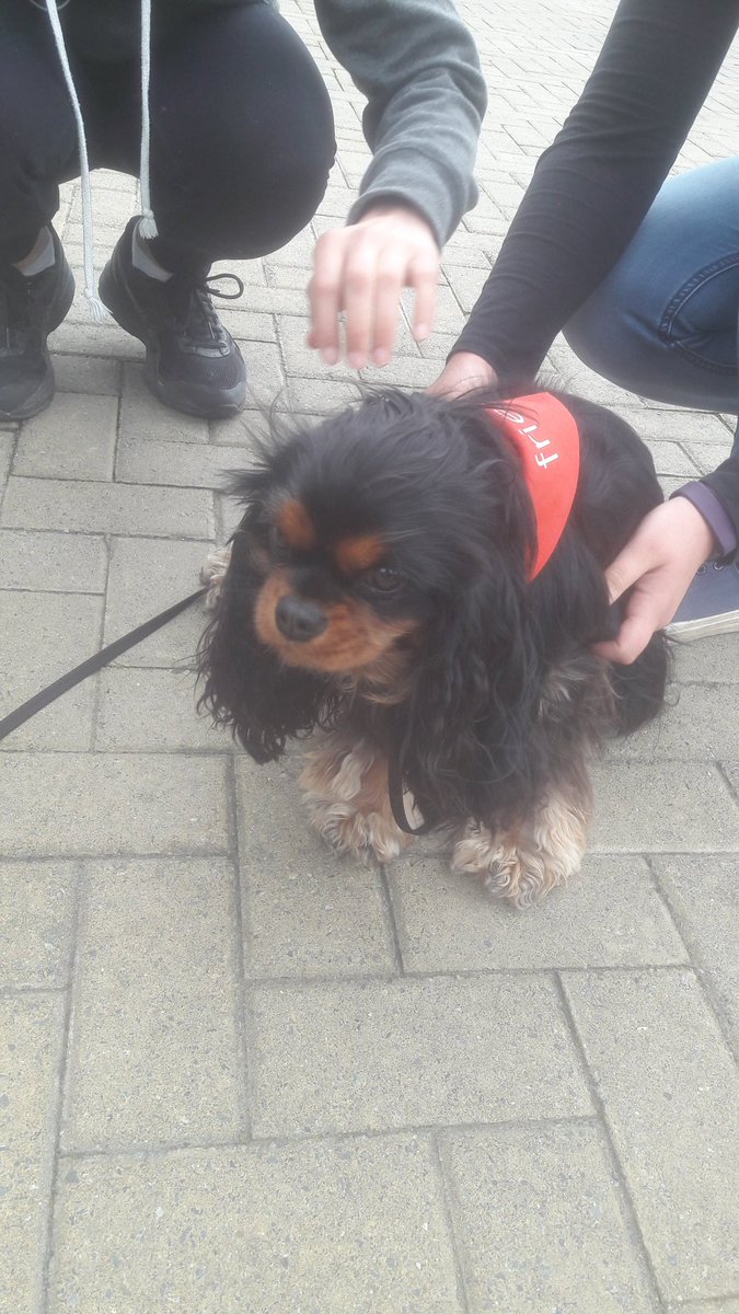 freshstart_ju's tweet photo. When @MasseyUni does a dog-therapy day, to help students relax 💚 #dogtherapy #thanksmassey #mademyday #lifeinnewzealand #sohappy https://t.co/JgCvJUf7Ww