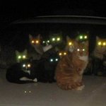こちらを見つめる猫たちが怖すぎる!真夜中の猫の集会の目的は？