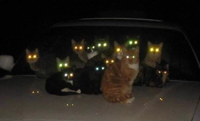 こちらを見つめる猫たちが怖すぎるwww真夜中の猫の集会の目的は？