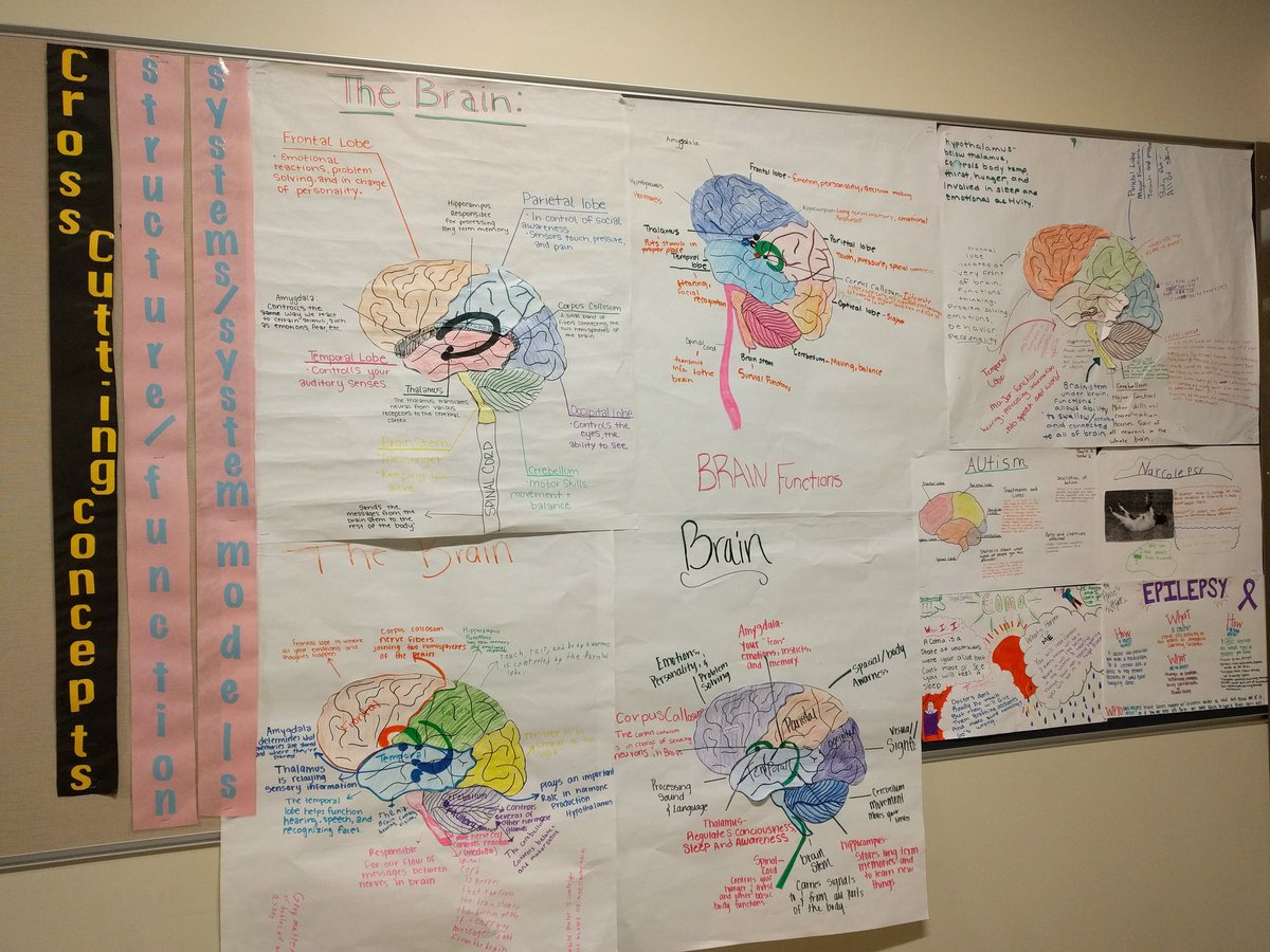 Princess_Proton's tweet photo. #NGSS #developingmodels #SelahInquiry students modeling their learning about the functions of the brain https://t.co/rrnX8syOOv