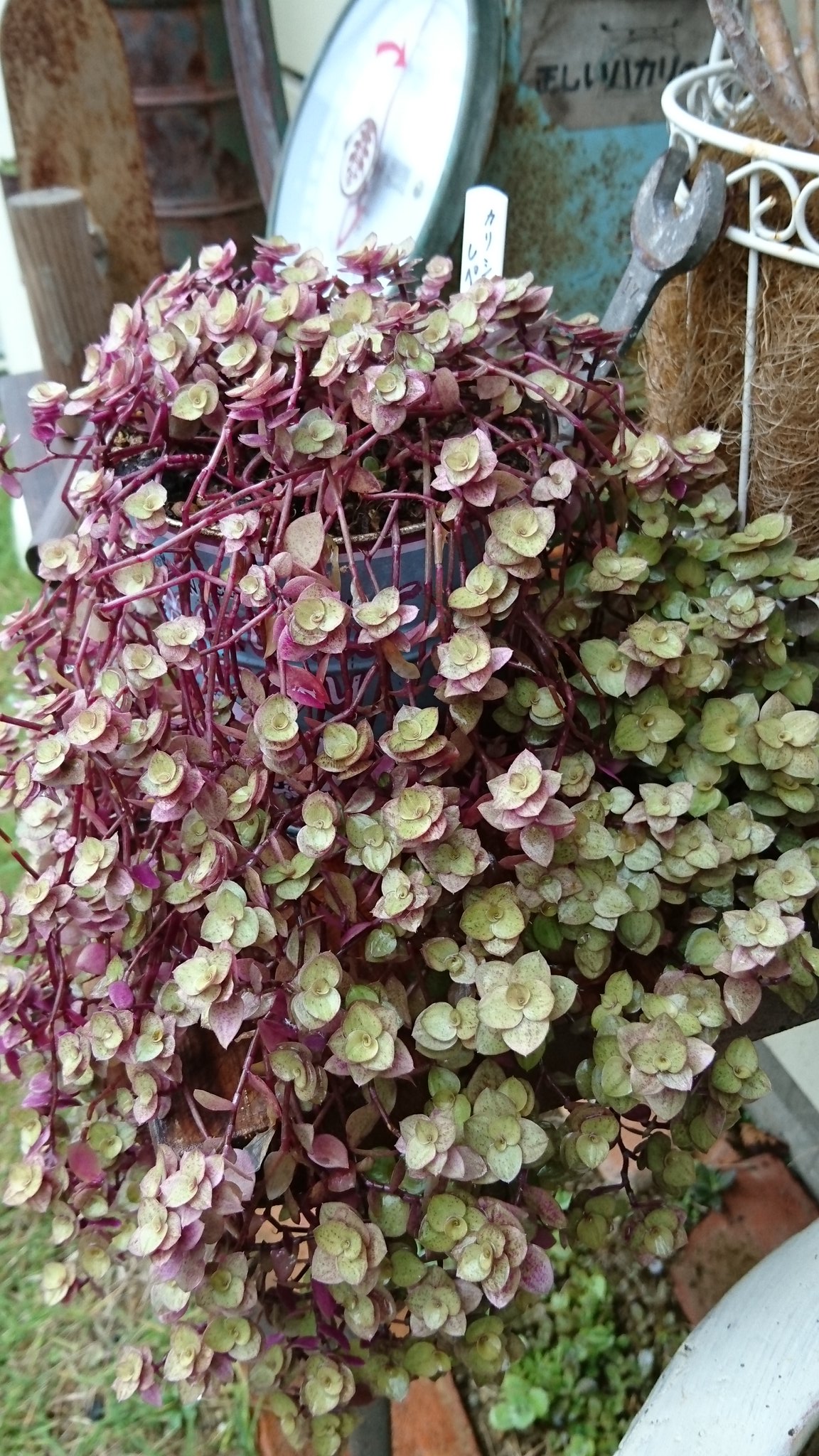 カリシアレペンス Twitter Search Twitter